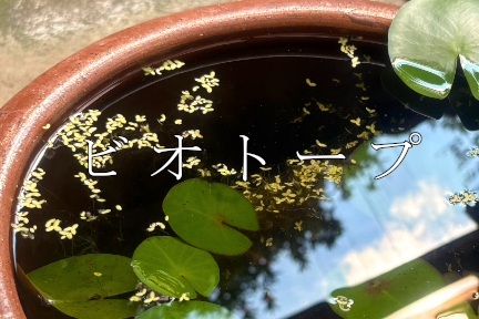 ビオトープ